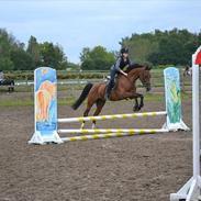 Anden særlig race Pimpernel <3