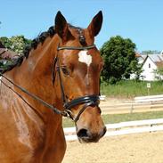 Dansk Varmblod Steensgaards Luna