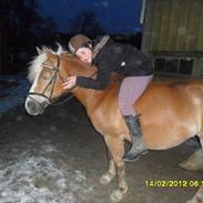 Haflinger Lindegaardens Stelotka