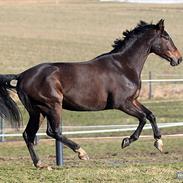 Hollandsk Varmblod Cantalarra