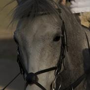Anden særlig race Carreas