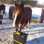 Anden særlig race Shjanti