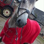 Anden særlig race Zantosh [Tidl. Hest]