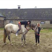 Anden særlig race Zantosh [Tidl. Hest]