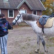 Anden særlig race Zantosh [Tidl. Hest]