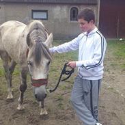 Anden særlig race Zantosh [Tidl. Hest]