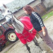 Anden særlig race Zantosh [Tidl. Hest]