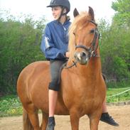 New Forest Mankehøjs Moonlight *Corona* R.I.P.