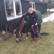 Anden særlig race Tamara den dejlige