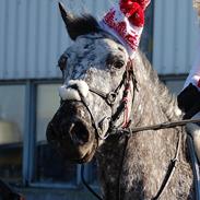 Appaloosa Benno