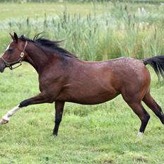 Arabisk fuldblod (OX) Khiara aw