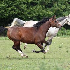 Arabisk fuldblod (OX) Khiara aw