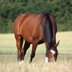 Arabisk fuldblod (OX) Khiara aw