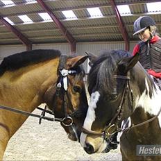 Anden særlig race Timon