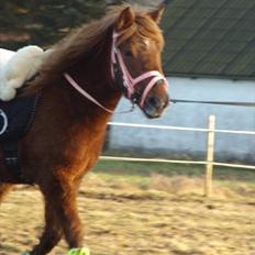 Anden særlig race Leika 