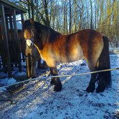 Koldblodstraver Rappstagutten,.(Gutten)