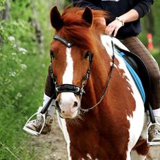 Pinto Martell <3 - Tidl. part.