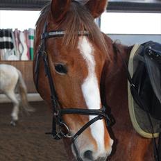 Anden særlig race Ofelia