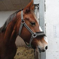 Anden særlig race Ofelia