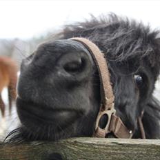 Anden særlig race Lucas