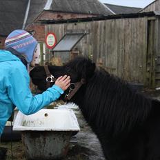 Anden særlig race Lucas