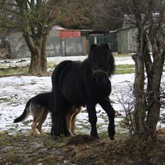 Anden særlig race Lucas