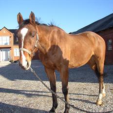 Fuldblod (XX) Sir Pride (R.I.P sov godt min dreng)