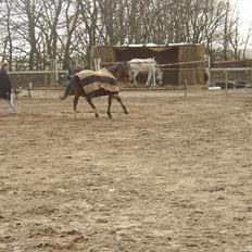 Fuldblod (XX) Sir Pride (R.I.P sov godt min dreng)