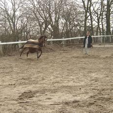 Fuldblod (XX) Sir Pride (R.I.P sov godt min dreng)