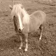 Shetlænder Prinsessa *Sessa*