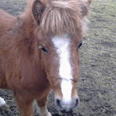 Shetlænder Prinsessa *Sessa*