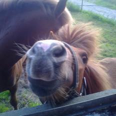 Shetlænder Prinsessa *Sessa*