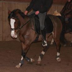 New Forest Solbakkens Silika