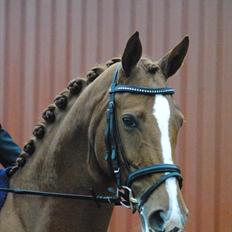 Hannoveraner Miss Red Diva