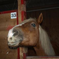 Haflinger PEGASUS