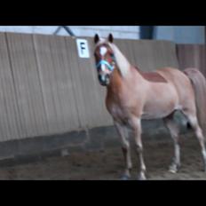 Anden særlig race Boss