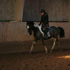 Hollandsk Sportspony Kees * SOLGT*