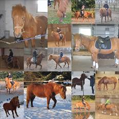 Islænder BLOSSI FLINTERUP