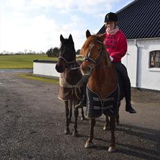 DSP Hedemands Ayla *R.I.P*