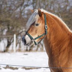 Haflinger Ariel-I *Avlshingst*