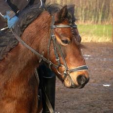 Welsh Pony (sec B) Skovbjergs Zenea