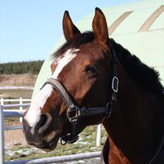 Anden særlig race Søndergårds Cavallie