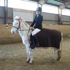 Anden særlig race Pletten |Elev pony |Rider ikke mere|