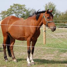 Anden særlig race Yasmin *Spring stjernen*