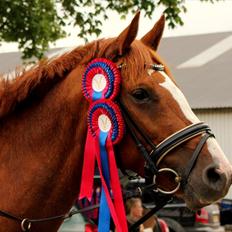 Dansk Varmblod Coam Laquita