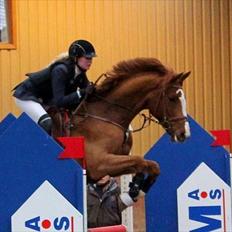 Dansk Varmblod Coam Laquita