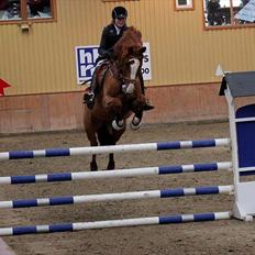 Dansk Varmblod Coam Laquita