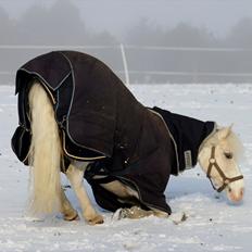 Welsh Pony af Cob-type (sec C) Rosengårdens Nakuma *B-pony*