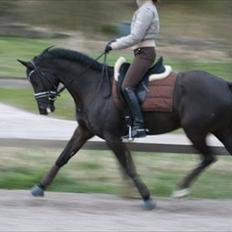 Trakehner Iventia