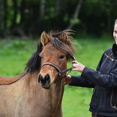 Gotlandsruss Julie :)